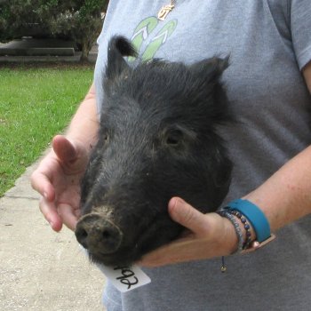 12" Preserved Georgia Wild Boar / Hog Head