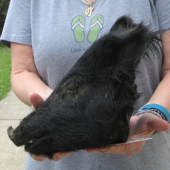 12" Preserved Georgia Wild Boar / Hog Head