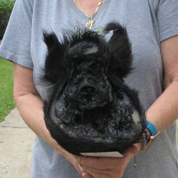 12" Preserved Georgia Wild Boar / Hog Head