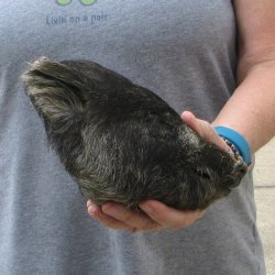 8" Preserved Georgia Wild Boar / Hog Head