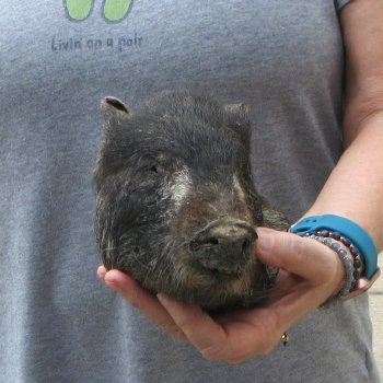 8" Preserved Georgia Wild Boar / Hog Head