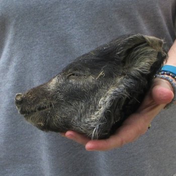 8" Preserved Georgia Wild Boar / Hog Head