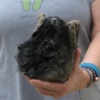 8" Preserved Georgia Wild Boar / Hog Head