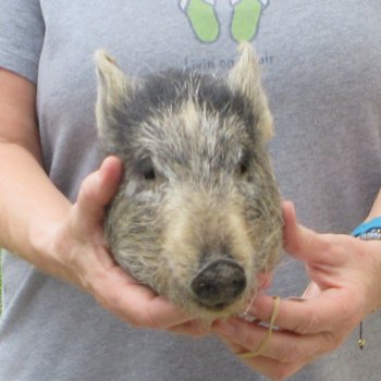 10" Preserved Georgia Wild Boar / Hog Head