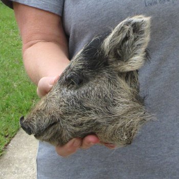 10" Preserved Georgia Wild Boar / Hog Head