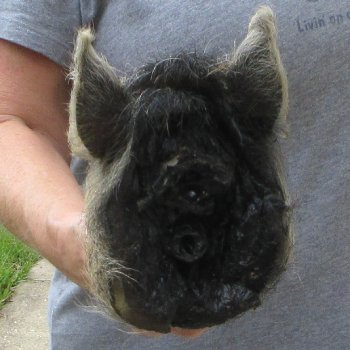 10" Preserved Georgia Wild Boar / Hog Head