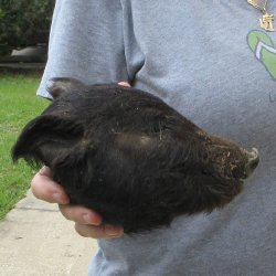 7" Preserved Georgia Wild Boar / Hog Head