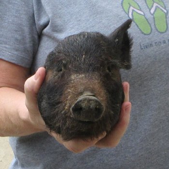 7" Preserved Georgia Wild Boar / Hog Head