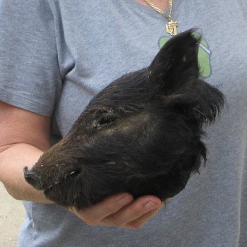 7" Preserved Georgia Wild Boar / Hog Head