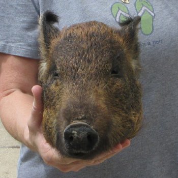 11" Preserved Georgia Wild Boar / Hog Head