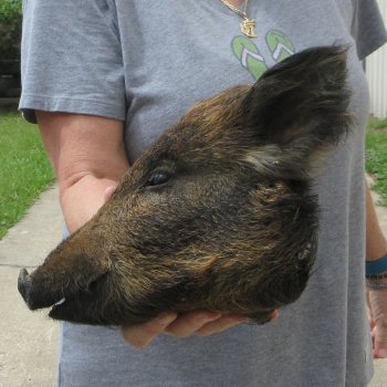 11" Preserved Georgia Wild Boar / Hog Head