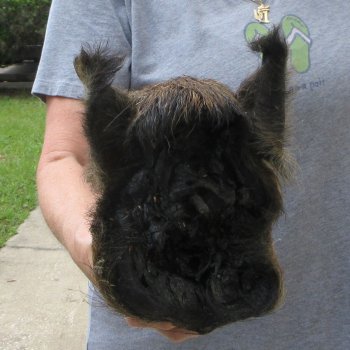 11" Preserved Georgia Wild Boar / Hog Head