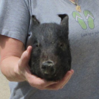 8" Preserved Georgia Wild Boar / Hog Head