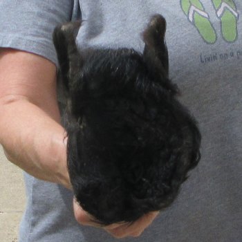 8" Preserved Georgia Wild Boar / Hog Head