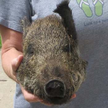 10" Preserved Georgia Wild Boar / Hog Head