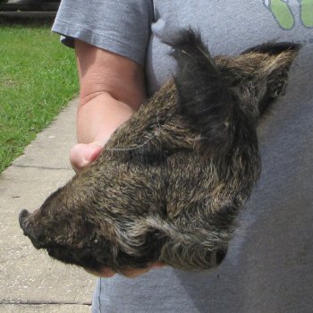 10" Preserved Georgia Wild Boar / Hog Head