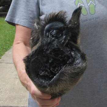 10" Preserved Georgia Wild Boar / Hog Head