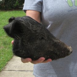 10" Preserved Georgia Wild Boar / Hog Head