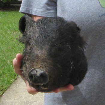 10" Preserved Georgia Wild Boar / Hog Head
