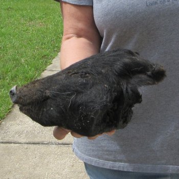 10" Preserved Georgia Wild Boar / Hog Head