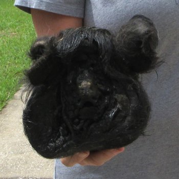 10" Preserved Georgia Wild Boar / Hog Head