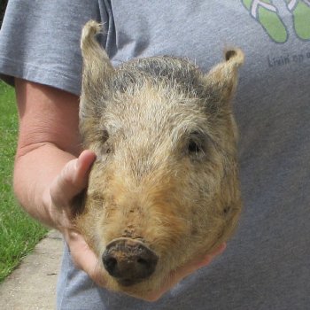 10" Preserved Georgia Wild Boar / Hog Head