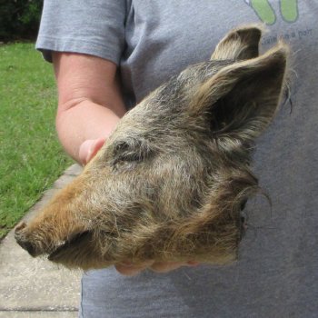 10" Preserved Georgia Wild Boar / Hog Head