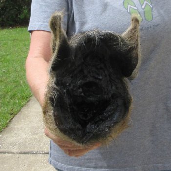 10" Preserved Georgia Wild Boar / Hog Head