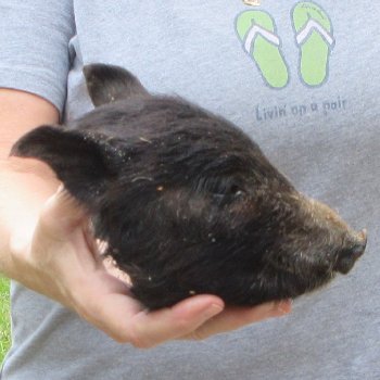 7" Preserved Georgia Wild Boar / Hog Head