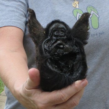 7" Preserved Georgia Wild Boar / Hog Head