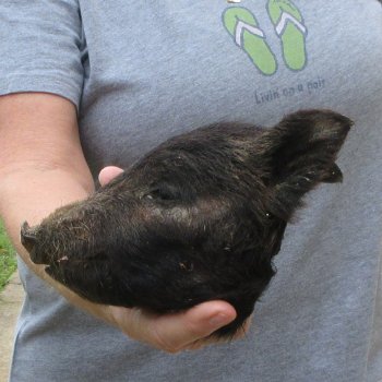 7" Preserved Georgia Wild Boar / Hog Head