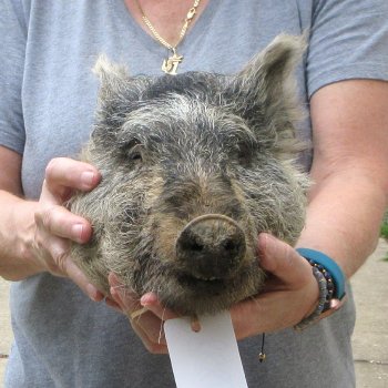 12" Preserved Georgia Wild Boar / Hog Head