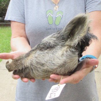 12" Preserved Georgia Wild Boar / Hog Head