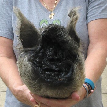 12" Preserved Georgia Wild Boar / Hog Head