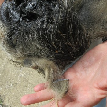 12" Preserved Georgia Wild Boar / Hog Head