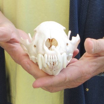 5-1/2 inch Wolverine Skull