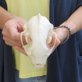 5-1/2 inch Wolverine Skull