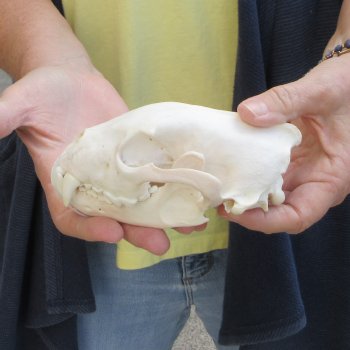 5-1/2 inch Wolverine Skull