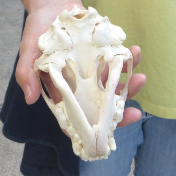 5-1/2 inch Wolverine Skull