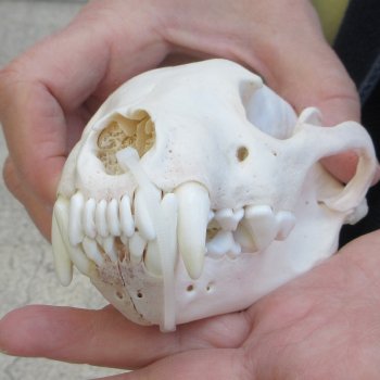 5-1/2 inch Wolverine Skull