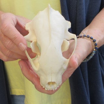 5-3/4 inch Wolverine Skull