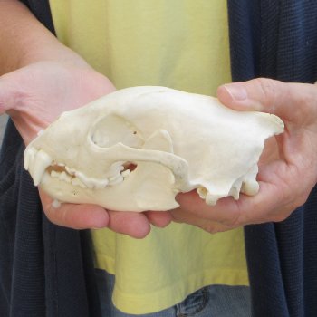 5-3/4 inch Wolverine Skull