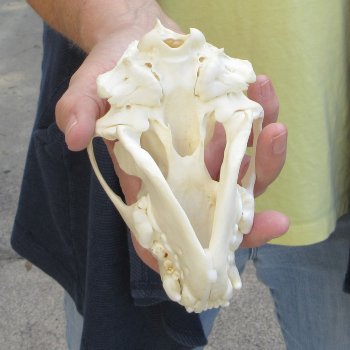 5-3/4 inch Wolverine Skull