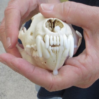 5-3/4 inch Wolverine Skull