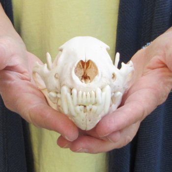 5-1/2 inch Wolverine Skull