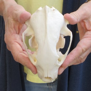 5-1/2 inch Wolverine Skull