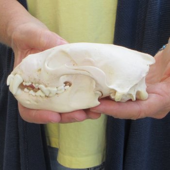 5-1/2 inch Wolverine Skull