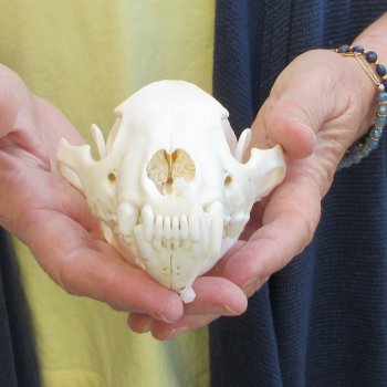 5-1/2 inch Wolverine Skull