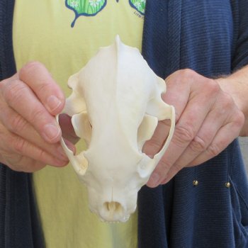 5-1/2 inch Wolverine Skull