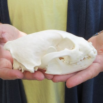 5-1/2 inch Wolverine Skull